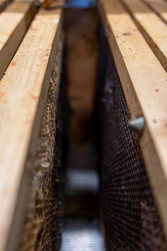 Bienenstock